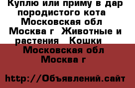 Куплю или приму в дар породистого кота - Московская обл., Москва г. Животные и растения » Кошки   . Московская обл.,Москва г.